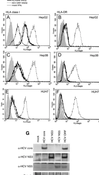 FIG. 1. HCV core protein inﬂuences HLA class I expression in liver cell lines. HepG2 (A and B), Hep3B (C and D), and Huh7 (E and F) cellswere transfected with an HCV core protein expression plasmid (bold line), a plasmid containing the complete ORF of the HCV genome (A,