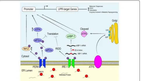 Fig. 1 The Adaptive Signals of the Mammalian UPR. The activation of PERK, IRE-1requires the dissociation of the molecular chaperone GRP78 from each of the ER stress sensors