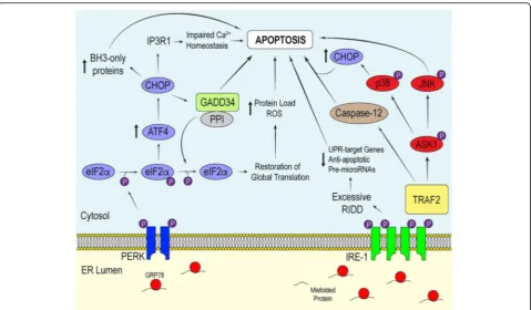 Fig. 2 Apoptotic Signals Associated with Chronic UPR Activation. Persistent ER stress triggers the apoptotic component of the UPR
