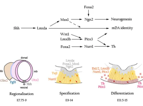 Figure 1Schematics of the key players of mDA neuron developmentthese mDA neuron progenitors become postmitotic and enter the intermediate zone (yellow), they begin to express the pan neuronal marker Tuj1 and, subsequently, the DA neuron transmitter regulat