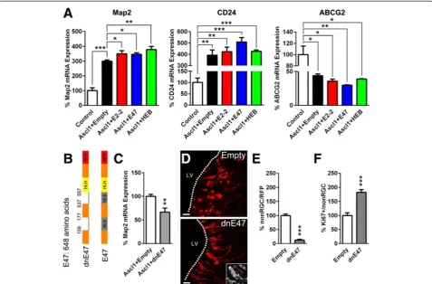 Figure 1 In vitro and in vivo modulation of bHLH function regulates neurogenesis. (A) Ascl1 nucleofection in NS5 cells caused an increasedMap2 and CD24 expression whilst conversely decreasing ABCG2 mRNA expression, as detected via RT-qPCR (100 ± 19.1 vs