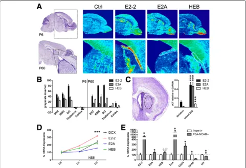 Figure 3 E-protein mRNA expression is enriched in germinal regions of the postnatal and adult forebrain and is increased during NSCwere normalized to control conditionsdifferentiation in vitro and in vivo