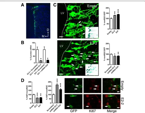 Figure 4 E2-2 and E2A sequentially affect RGC differentiation and progenitor proliferation