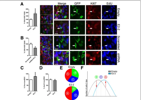 Figure 5 E2-2orchestrates neurogenesis progression within the murine forebrain. alteration influences cell cycle exit of progenitors in vivo