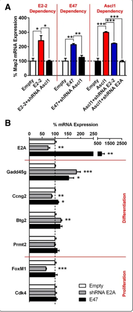 Figure 6 E47 fails to trigger Ascl1 to switch from proliferationto differentiation target genes