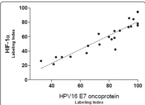 Figure 3 Labeling indexes immunoreactivity for HIF-1did not showed significant differences in mean values of the HIF-1labeling indexes between infected positive HPV16 DNA tumors andnon-infected tumors (82.94 ± 9.77 vs