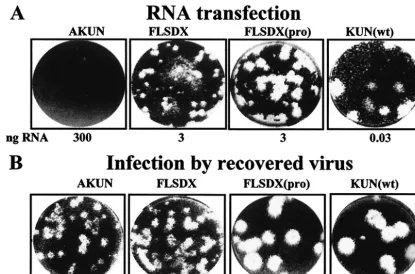 TABLE 2. Speciﬁc infectivities of KUN RNAs transcribed from different full-length cDNA constructsa