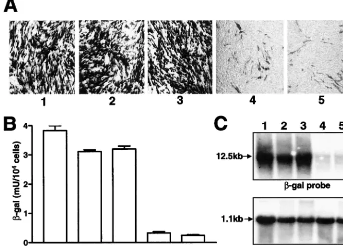 FIG. 4. Comparison of replication efﬁciencies of KUN replicon RNAs with mutations in NS2A and NS3