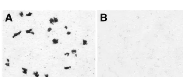 FIG. 5. Complementation of infectivity of KUN RNAs with NS2A mutations in repBHK cells