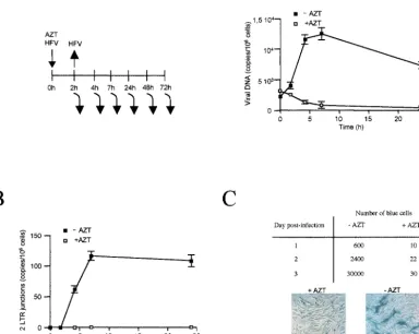 FIG. 2. Effect of pretreatment with AZT. The drug was added to FAB cells (BHK-21 cells harboring the �of the HFV LTR) (26) at the time of infection