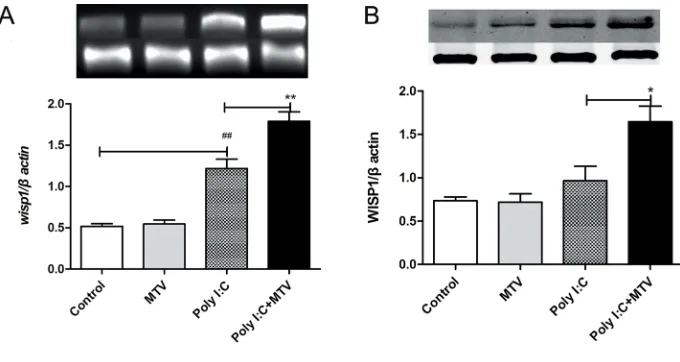 Figure 2. Morphologic alterations of the lungs as determined by photomicro-comparing the poly(I:C) + MTV group with the poly(I:C) group ***graphy
