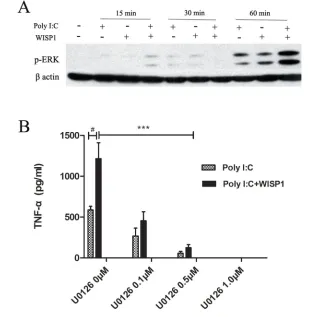 Figure 9. Effects of WISP1 and poly(I:C) on ERK phosphorylation in macrophages medium for 16 h