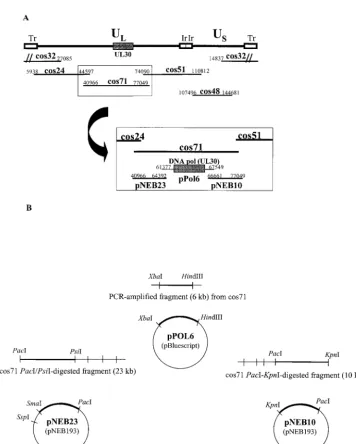 FIG. 1. Schematic representation of viral cosmids and plasmids used to generate HSV-1 recombinants