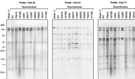 FIG. 2. Southern blot analysis of some recombinant HSV-1 wt and mutant viruses along with the parental laboratory strain HSV 17 by usingsome of the viral cosmids (cos 24, 51, and 71) as probes