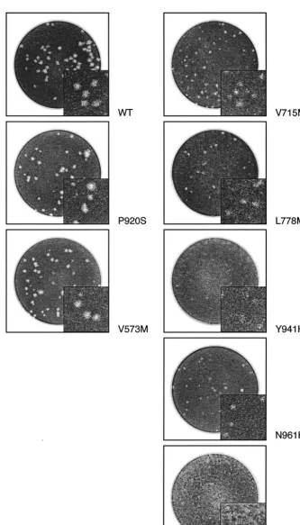 FIG. 3. Plaque morphologies of some recombinant HSV-1 wt and mutant viruses in 24-well plates containing Vero cells