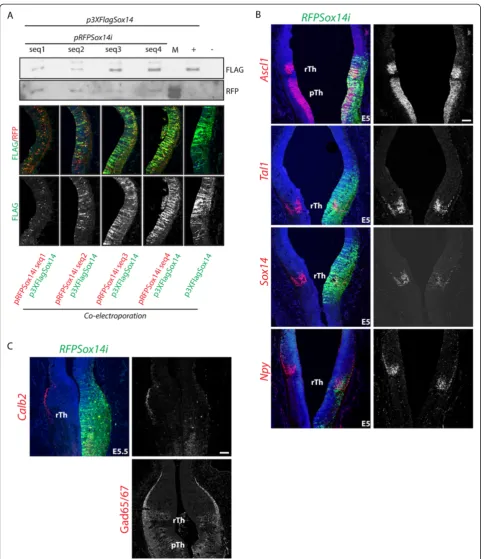 Figure 4 Calb2Despite the strong downregulation of the subtype markerdetected; this, together with the lack of any detectable effect on other pan- and rTh GABAergic transcription factors suggests a restricted role forSox14 subtype marker expression require