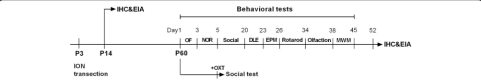 Fig. 1 The schedule of the experimental design. DLE, dark-light exploration test; EIA, Enzyme-linked immunoassay analyses; EPM, elevated plusmaze test; IHC, immunohistochemistry staining; NOR, novel object recognition test; Olfaction, olfactory habituation/dis-habituation test; OF, openfield test; Social, two-trial direct interaction test and three chamber test; Rotarod, Rota-rod test; MWM, Morris water maze test