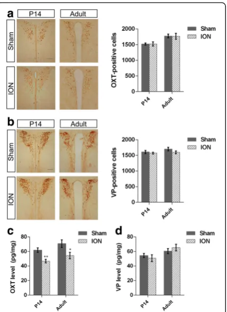 Fig. 6 Immunoreactivity and peptide level of hypothalamic OXT andgroup for (VP in P14 and adult mice