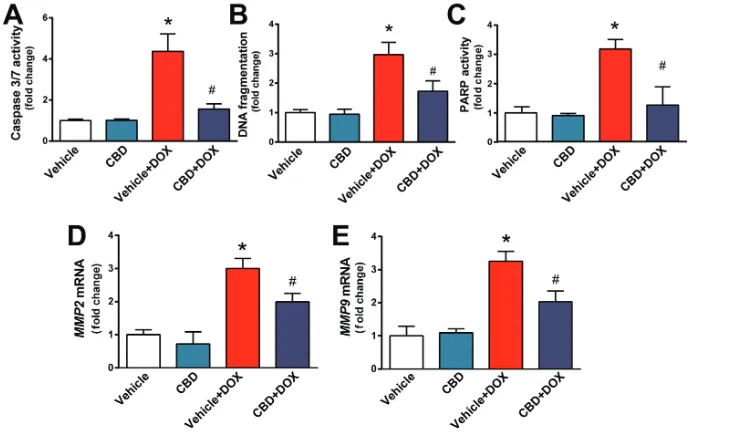 Figure 6. CBD treatment attenuates DOX-induced myocardial cell death and MMP2and MMP9 mRNA expression