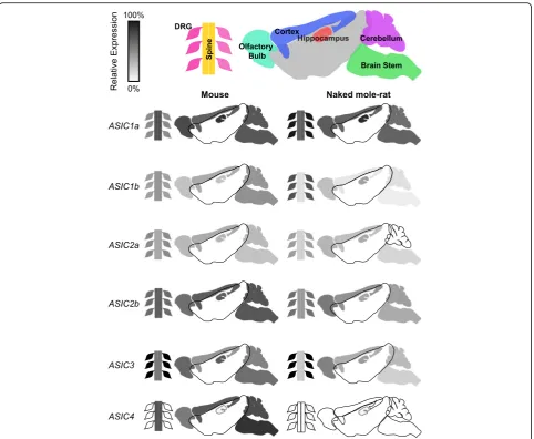 Fig. 4 Summary of ASIC expression determined by qPCR in the olfactory bulb, cerebellum, brain stem, cortex, hippocampus, spinal cord and DRGneurons