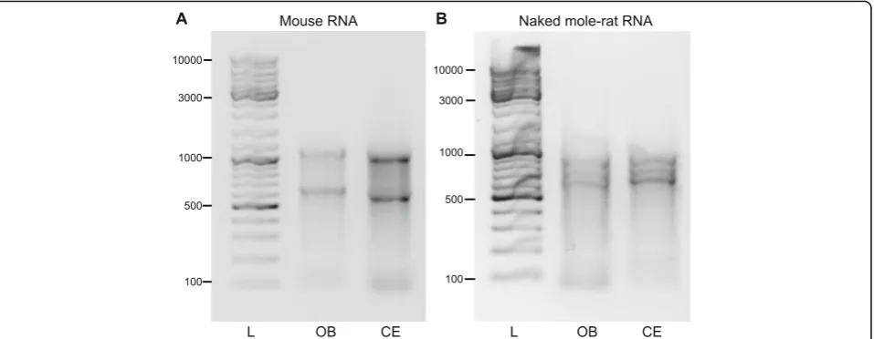 Fig. 1 RNA samples on a 1% agarose gel after DNaseI digest and clean up. a Mouse RNA from olfactory bulb (OB) and cerebellum (CE), the DNAladder (L) marks DNA sizes from 100bp to 10,000bp