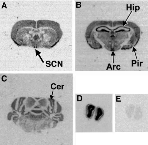 Figure 8In situ hybridization of coronal sections through the mouse brain shows that tion showing hybridization in the arcuate nucleus (ARC), piriform cortex (Pir), and hippocampus (Hip)