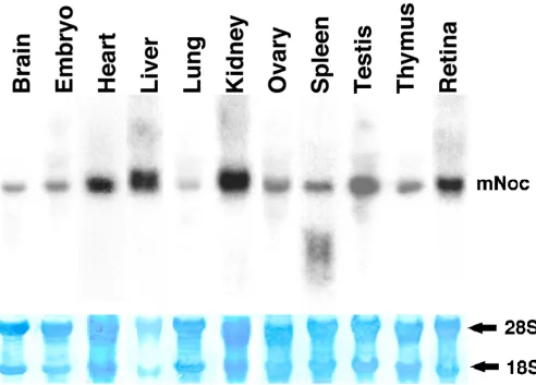 Figure 2mNoc mRNA is expressed in multiple tissues of the C3H/He mouse. Tissues for RNA extraction were collected atZeitgeber Time (ZT) 12 (time of normal light offset) except for that from embryo and thymus, which were purchased fromAmbion (Austin, TX); t