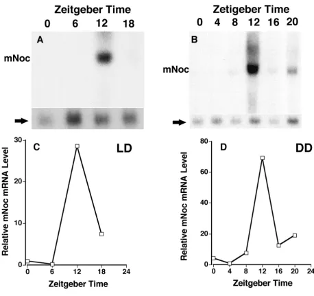 Figure 4mNocDD (B and D) mRNA in liver exhibits a high amplitude rhythm with peak expression at ZT12 in both LD (A and C) and