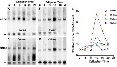 Figure 5mNocconstant darkness (DD)referenced to the LD cycle immediately before DD treatment