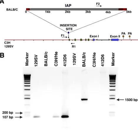 Figure 6C3H/He and 129/SV mice lack an intracisternal A-particle (IAP) insert in the first intron of the mice