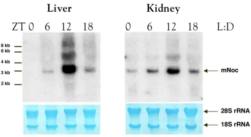 Table 1: Semi-quantitative analysis of mNocexpression in differ-ent brain regions at three times of day