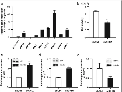 Fig. 7 Functional analysis of CHD7 in glioma tumor initiating cells.and relative protein levels (normalized byup-regulated and N-MYC was down-regulated (* a, Relative gene expression level of CHD7 was evaluated in GICs, NSPCs and gliomacell compared to ast