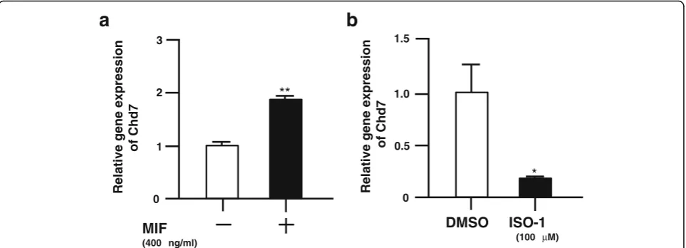 Fig. 1 MIF regulates gene expression of Chd7 in mouse NSPCs.S.D. values; * a, MIF treatment (400 ng/ml) for 24 h increases Chd7 gene expression