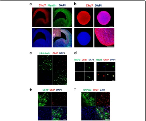 Fig. 2 Chd7 expression in NSPCs.14.5 brain GE-derived neurospheres 5 days after in vitro differentiation