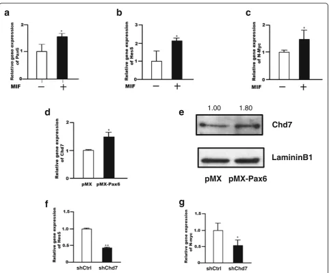 Fig. 4 Analysis of MIF-Chd7 signaling cascade in mouse NSPCs.from three independent experiments
