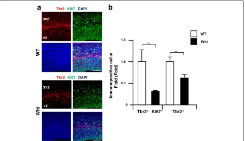 Fig. 5 Decrease of Tbr2-positive cells in Chd7 mutant mouse in the developing cerebral cortex