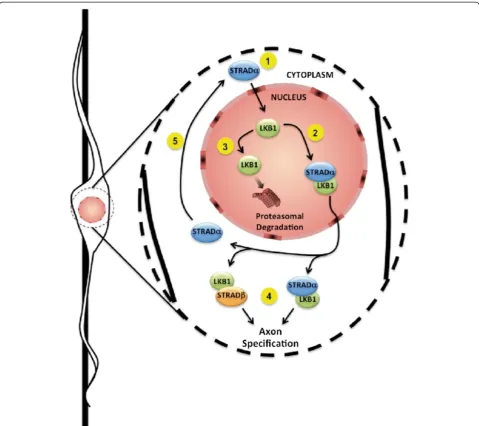 Figure 5 Schematic summarizing the activation and turnover of LKB1 in a polarizing neuron as it transits along a radial glial fiber.degradation via the proteasome (3)