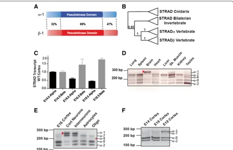Figure 1 STRAD splice forms are expressed in a tissue-specific manner. (A)percent similarity between the two proteins.outgroup with posterior probabilities indicating support for nodes (0developmental time.the largest species (arrowhead) appears to be spec