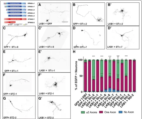 Figure 2 Over-expression of STRAD isoforms leads to the initiation of multiple axons. Multiple splice variants of each STRAD gene weretested for their ability to elicit supernumerary axons alone or with LKB1