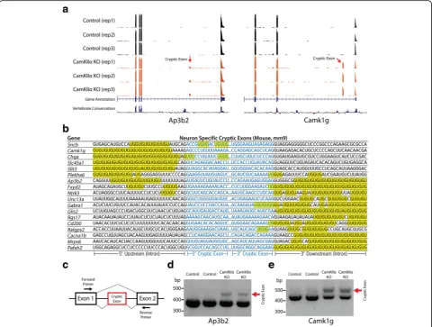 Fig. 2 Neuron-specific cryptic exons (CaMKIIα-Cre;TardbpF/F knockout mice). (a) Visual examples of neuron-specific cryptic exons (Ap3b2, Camk1g).b) Neuron-specific cryptic exons are flanked by UG repeats that are present upstream, downstream or within the 