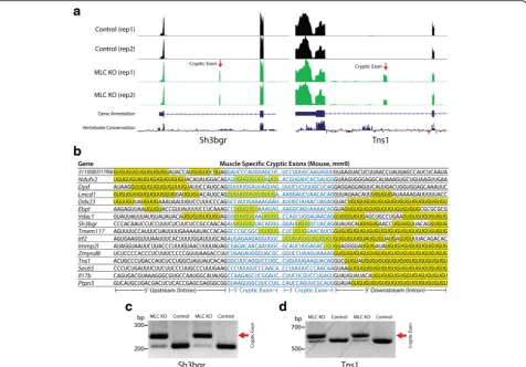 Fig. 3 Muscle-specific cryptic exons (Muscle-specific cryptic exons are flanked by UG repeats that are present upstream, downstream or within the cryptic exon sequence itself