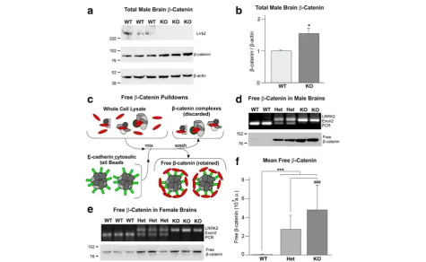 Fig. 4 Lrrk2(WT) male mice were resolved by SDS-PAGE and blotted, as indicated, for Lrrk2,brains with intermediate levels in heterozygotes.images for 3 wild-type and 3 knockout mice.mean