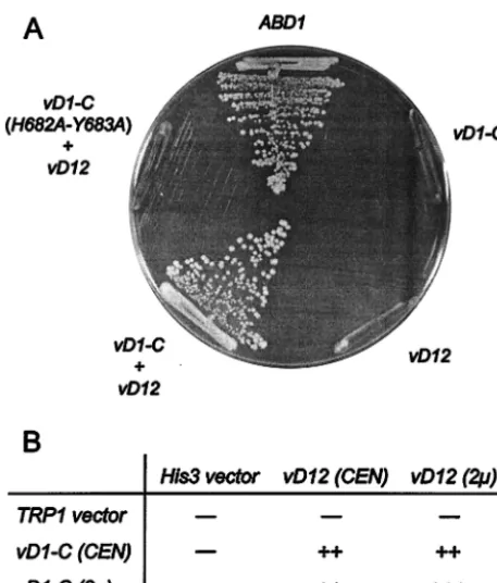 TABLE 1. Effects of biochemically characterized vD1-C mutationson cap methyltransferase function in vivoa