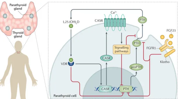 Figure 2. Control of parathyroid hormone synthesis and secretion