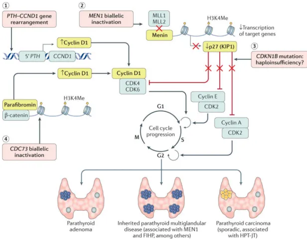 Figure 5. Parathyroid tumorigenesis