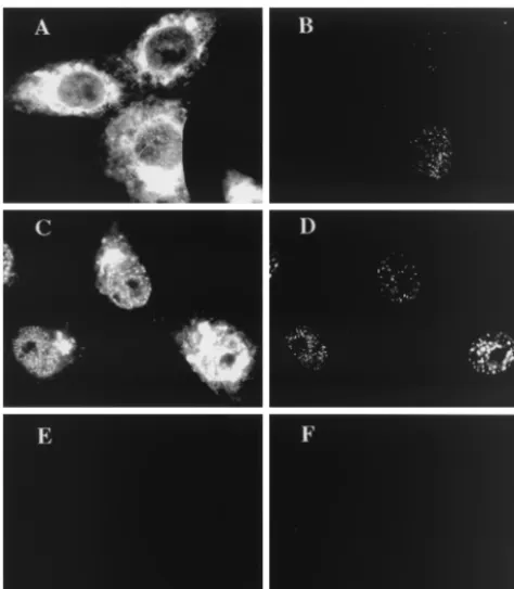 FIG. 3. Reactivity of diffuse ICP8 expressed in cells infected withICP8 localization-defective viruses