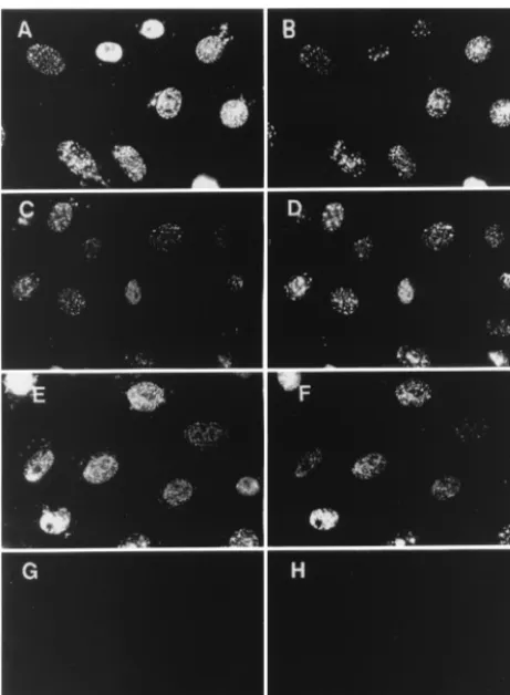 FIG. 4. ICP8 39S reactivity in the absence of ULor Upresence of PAA. At 6 hpi, dual-label immunoﬂuorescence was per-cells were infected with WT virus (A and B), U30 or UL42