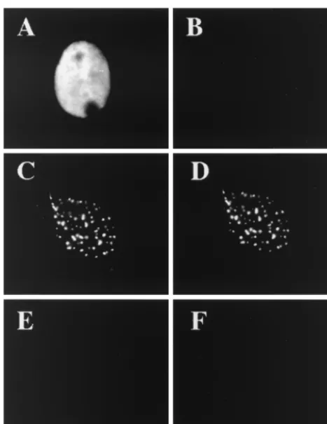FIG. 6. ICP8 localization and structure in transfected cells. Verocells were transfected with plasmids expressing ICP8 (A and B); ICP8,