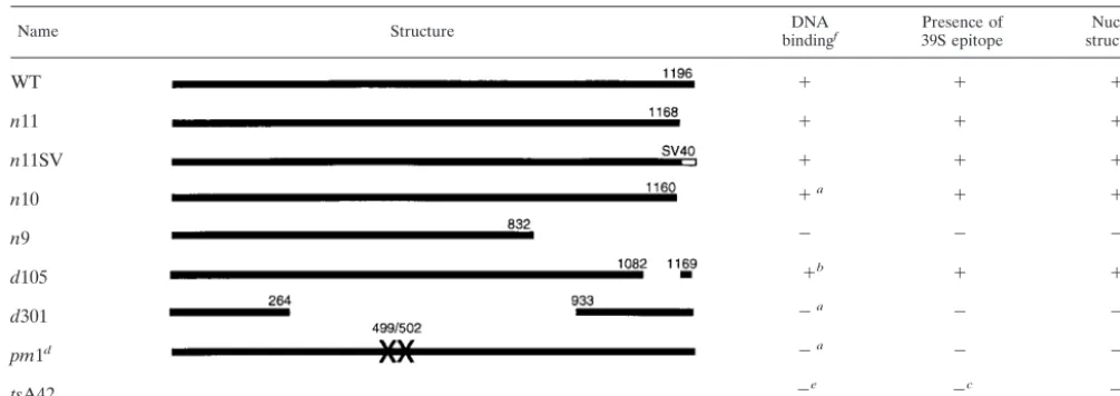 TABLE 4. Properties of mutant ICP8 proteins