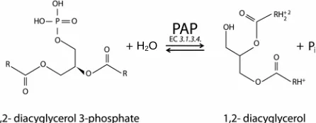 Figure 1. The schematic representation of enzymatic reaction linkage is hydrolyzed by PAP.carried out by phosphatidic acid phosphohydrolase (PAP)
